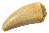 Serrated, Theropod (Deltadromeus?) Pre-Max Tooth - Morocco #238569-1